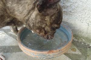 Quand il fait chaud, rien de tel que de se rafraichir en plongeant la tête dans une mini-piscine pour ne pas me noyer