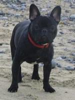 Titan à la plage chez Corinne à Dieppe.