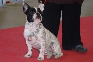 Twister à 6 mois lors de l'expo PARIS DOG SHOW