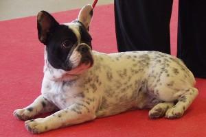 Twister à 6 mois encore au PARIS DOG SHOW UN grand merci à Laurent pr les fotos