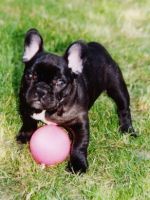 Je m'entraine déjà car je veux être footballeur professionnel!