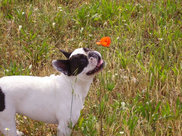 a la decouverte d un coquelicot a la decouverte d un coquelicot