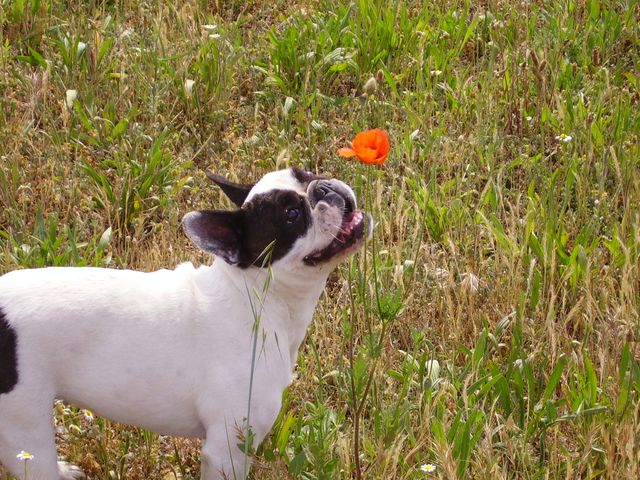 a la decouverte d un coquelicot