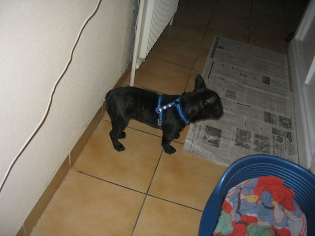 euuuh je crois que c est ici le pipi et caca euuuh je crois que c est ici le pipi et caca