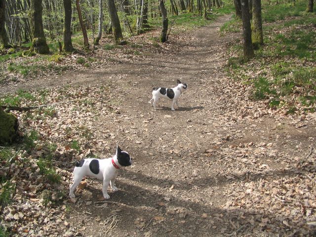 banjie et babouchka dans la foret