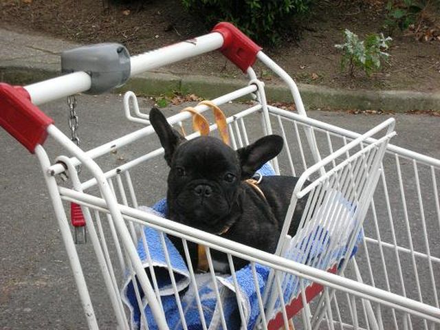 cachou fait les courses