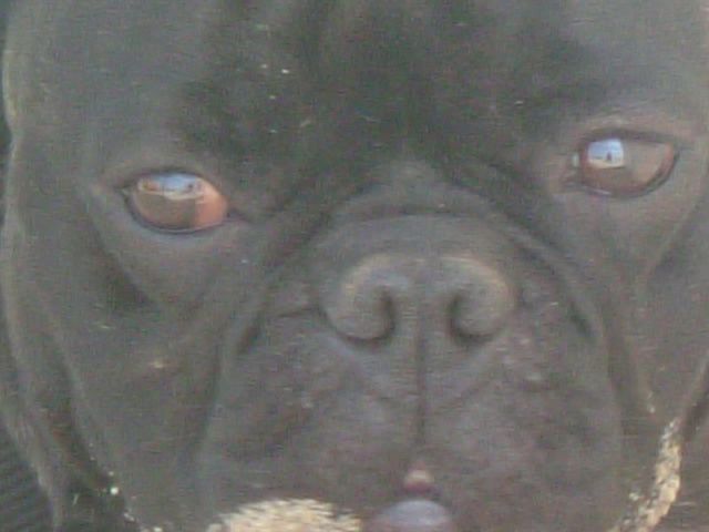 Dogs and co 680 Dogs and co 680