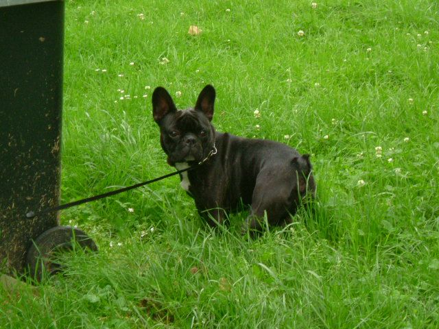 Dogs and co 682 Dogs and co 682