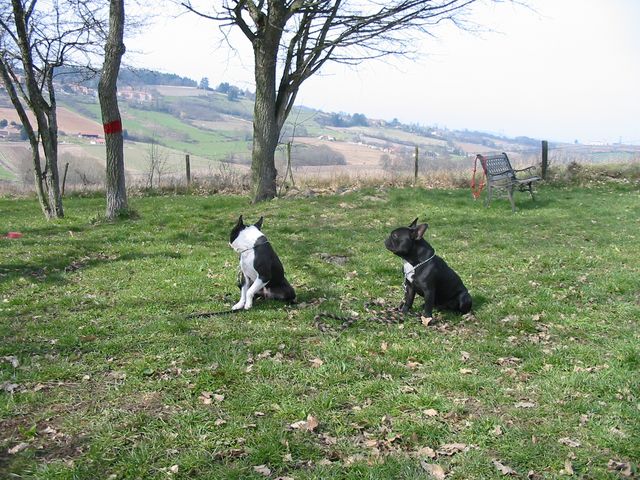 Bonston et Sumo Bonston et Sumo