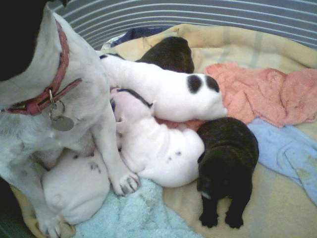 bb de vermeil et de rose sa cherie bb de vermeil et de rose sa cherie