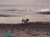 plage plage