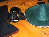 c est quoi de ce chapeau byzard c est quoi de ce chapeau byzard