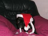photo brehat 446 photo brehat 446
