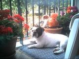 Boule sur le balcon