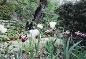 Velours et les tulipes