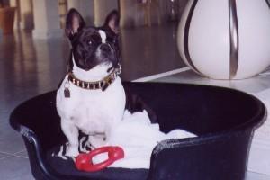 Changaï à 1 an 1/2 Changaï à 1 an 1/2