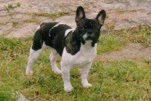 Maxou à 1 an et 4 mois Maxou à 1 an et 4 mois