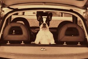 Baghéra relaxe Baghéra relaxe