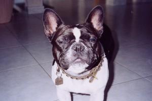 J'attend mon maitre ! J'attend mon maitre !