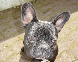 Ch'suis l'plus beau ! OK ?? Pigé ??!!!!