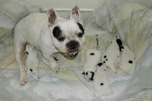 Pas de commentaire. Pas de commentaire.