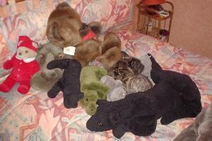 A 5 ans et 4 mois, je suis toujours une gamine à courir partout et piquer des bouts de bois aux autres, car quand ils sont à personne, ils ne m'intéressent pas... A 5 ans et 4 mois, je suis toujours une gamine à courir partout et piquer des bouts de bois aux autres, car quand ils sont à personne, ils ne m'intéressent pas...