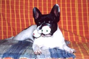 Qu'est ce t'as!!!! Tu veux mon jouet ?!!! Viens le chercher!!!!! Qu'est ce t'as!!!! Tu veux mon jouet ?!!! Viens le chercher!!!!!