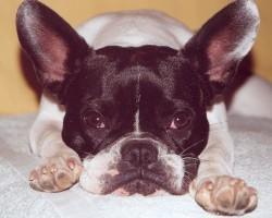 Je pose comme une star!!!! Dans le jardin fraîchement tondu!!!! Je pose comme une star!!!! Dans le jardin fraîchement tondu!!!!