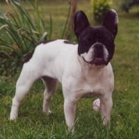 Les chats sont pas loin!!! Ze surveille!!!! Les chats sont pas loin!!! Ze surveille!!!!