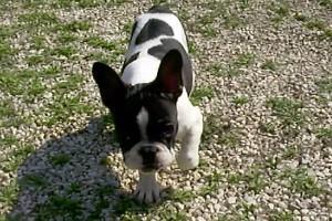 J'adore mettre mes poils plein les draps