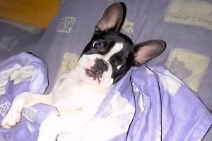 Je viens de me faire gronder je fais la tronche