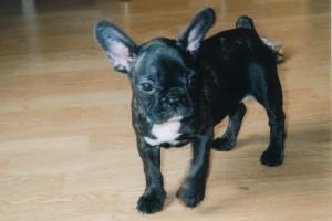 La découverte de mes jouets