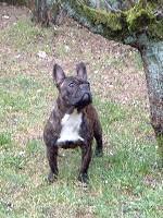 Assis, debout, couché, j'aime pas ça! Mais quand le maitre est au dessus, j'ai pas le choix!