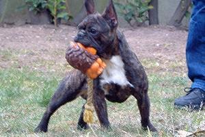 La truffe au vent : je dirais qu'il va pleuvoir demain!