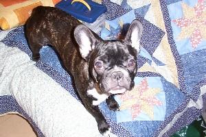 Et oui, finalement c'est vrai je suis plus qu'un chien, presque un humain !!!