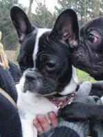 Mais non, j'ai pas des noreilles de chauves-souris... Mais non, j'ai pas des noreilles de chauves-souris...