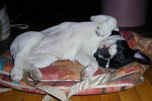 Je suis très curieuse de ce qui se passe dehors... mais j'ai pas le droit d'aller sur le balcon... chuuuut, faut pas le dire, ils n'ont pas vu... Je suis très curieuse de ce qui se passe dehors... mais j'ai pas le droit d'aller sur le balcon... chuuuut, faut pas le dire, ils n'ont pas vu...
