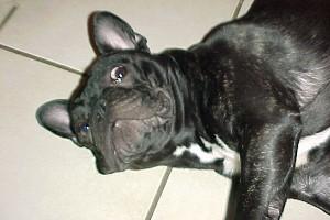 J'aide pour le jardinage, j'apporte toutes les branche dans la maison