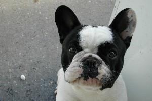 Les calins sur le canapé avec mon maître c'est super...