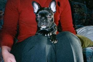 Tiny aime bien jouer avec son copain Ramses Tiny aime bien jouer avec son copain Ramses