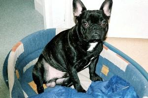 Voilà je suis un pur séducteur d'ou mon surnom de Rocco et de Petit cochon, je n'y peux rien j'addddddddooooooooooorrrre les femelles.