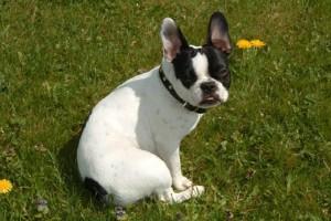 Là c'est mon nouveau collier .... je me la sens depuis ....