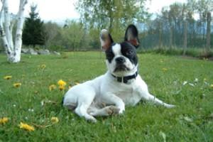 Une fleur parmis les fleurs !