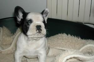 Tosiris fait une petite sieste....................... Tosiris fait une petite sieste.......................