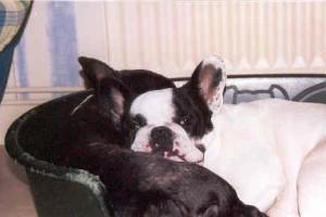 Le canapé..... son panier préféré!!! Le canapé..... son panier préféré!!!