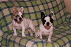 Pas de commentaire. Pas de commentaire.