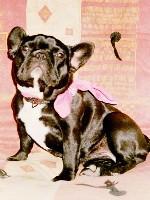 Tristane avec un de ces 3 frères chats; celui-ci s'appelle Ska.