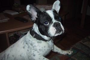 Twister à 6 mois lors de l'expo PARIS DOG SHOW Twister à 6 mois lors de l'expo PARIS DOG SHOW