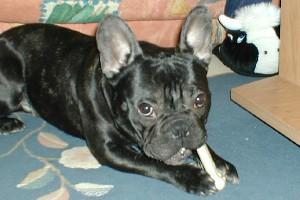 Arrivée à Toulouse. Mon gros Yoyo s'adapte petit à petit...