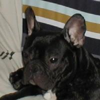 Yoda prend la pause.... et c'est tellement rare quand il est calme... que j'en profite !!! vite, vite... des photos ;-)